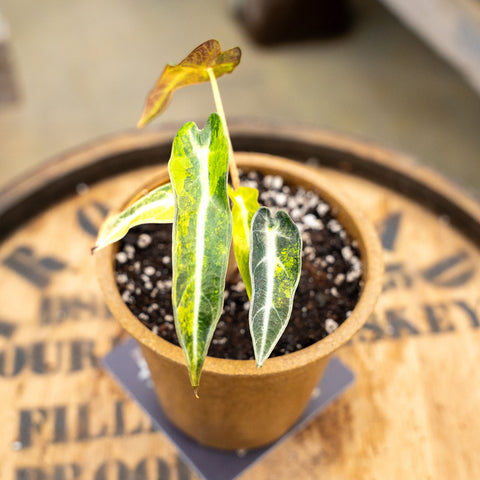 4" Alocasia Bambino Aurea variegated