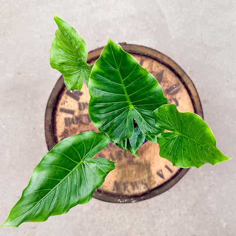 4" Alocasia California - Uncommon Canopy