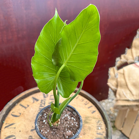4" Alocasia California