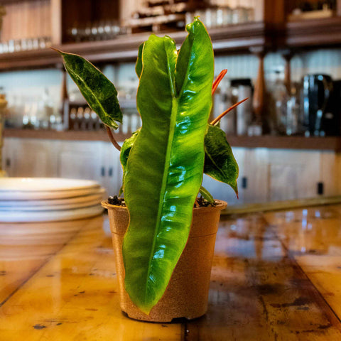 Philodendron Billietiae - Uncommon Canopy
