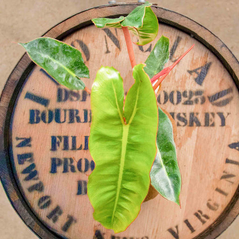 Philodendron Billietiae - Uncommon Canopy