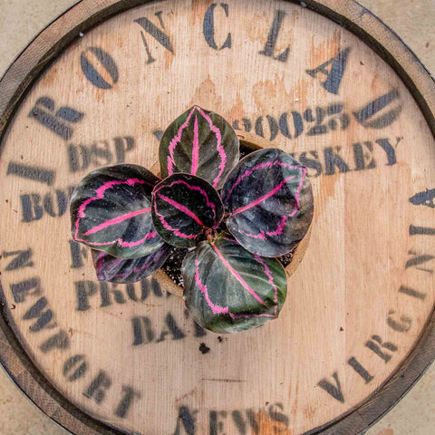 Calathea Dottie - Uncommon Canopy