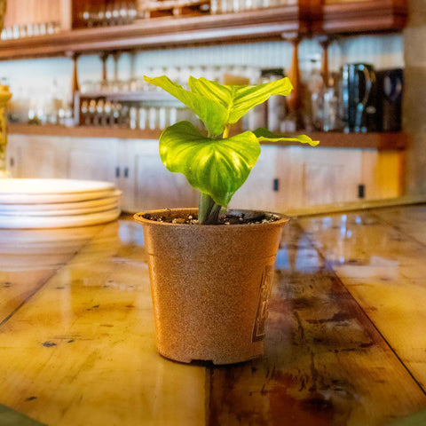 Calathea Orbifolia - Uncommon Canopy