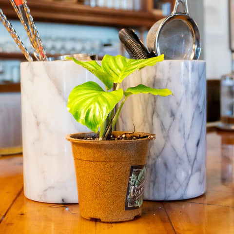 Calathea Orbifolia - Uncommon Canopy
