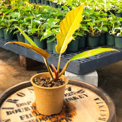 Philodendron Caramel Pluto - Uncommon Canopy