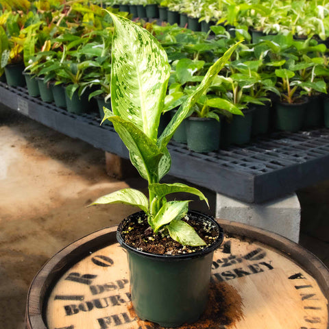 Dieffenbachia Snow - Uncommon Canopy