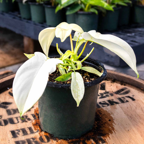 Philodendron Florida Ghost - Uncommon Canopy