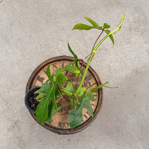 4" Florida Green - Uncommon Canopy