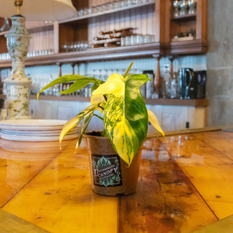 Philodendron Florida Beauty - Uncommon Canopy