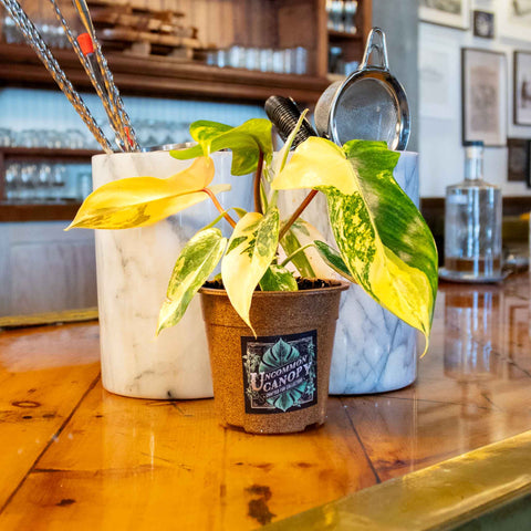 Philodendron Florida Beauty - Uncommon Canopy