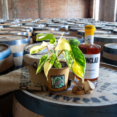 Philodendron Florida Beauty - Uncommon Canopy