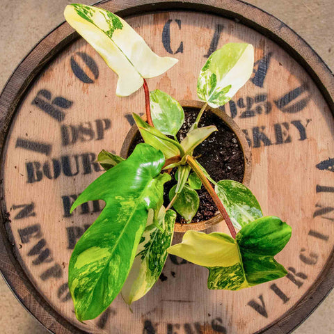 Philodendron Florida Beauty - Uncommon Canopy