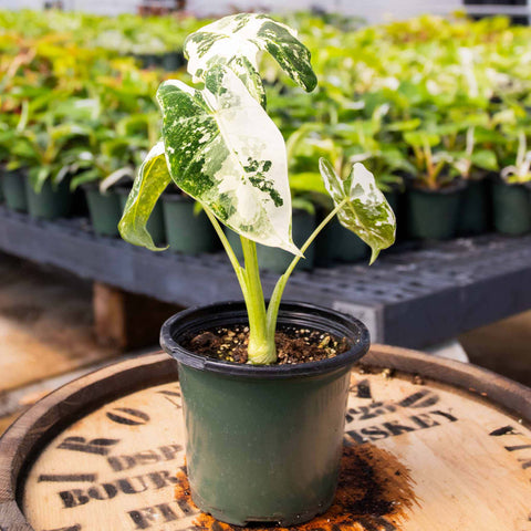 Alocasia Frydek - Uncommon Canopy