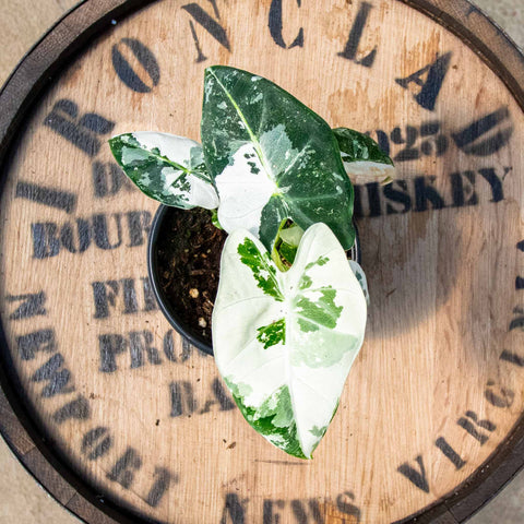 Alocasia Frydek - Uncommon Canopy