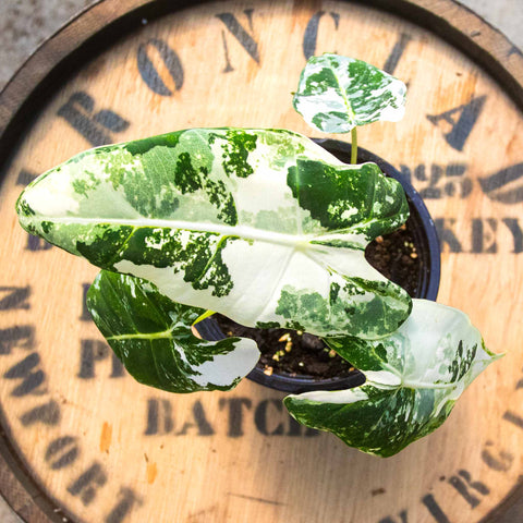 Alocasia Frydek - Uncommon Canopy