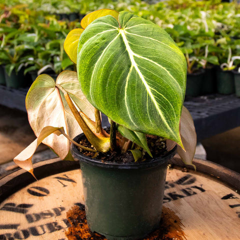 Philodendron Gloriosum - Uncommon Canopy
