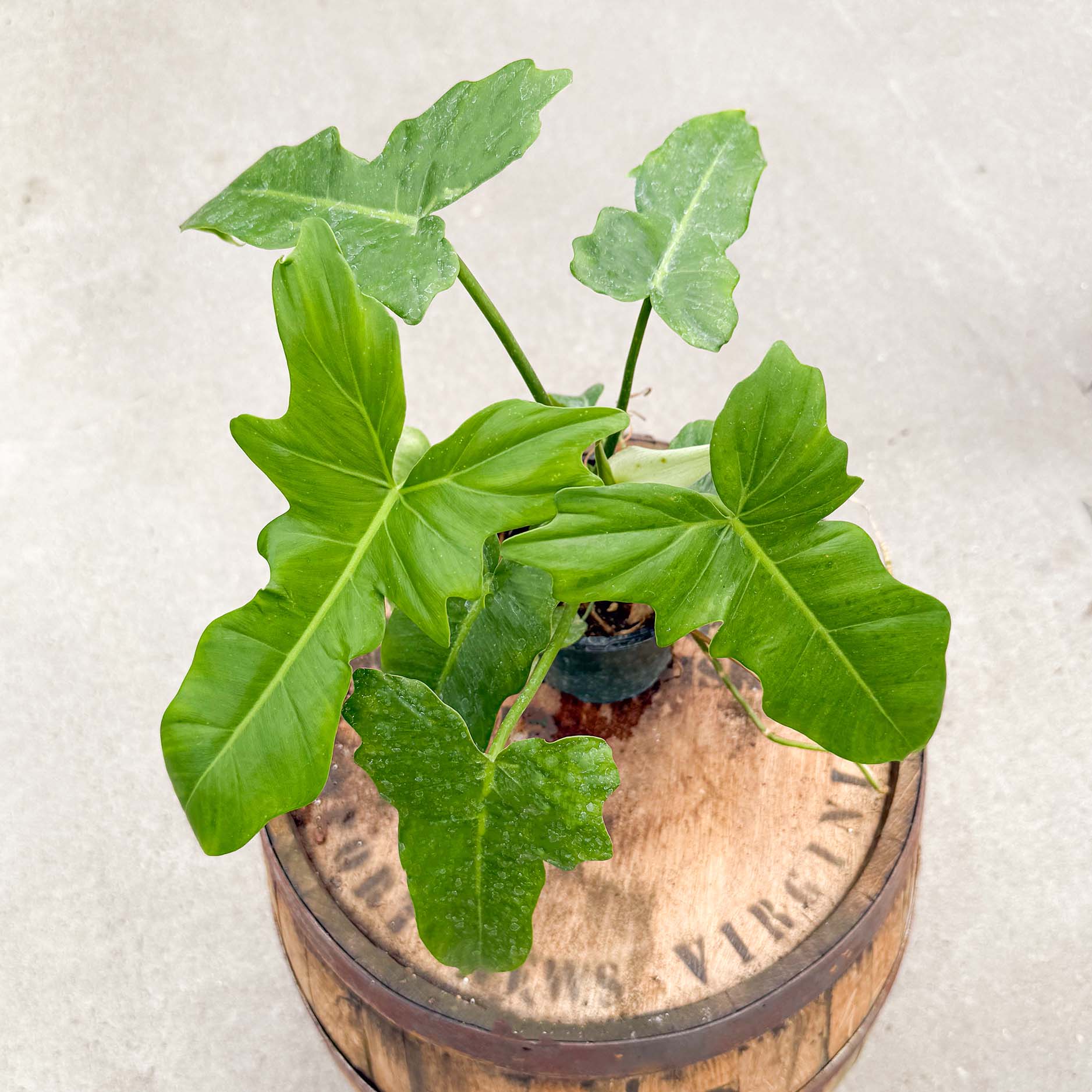 philodendron golden dragon 4" Philodendron Golden Dragon – Uncommon Canopy