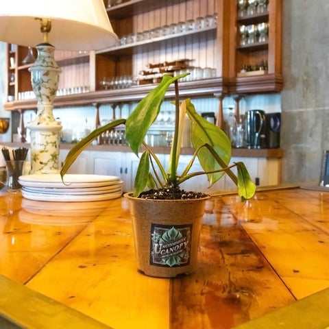 Philodendron Joepii - Uncommon Canopy