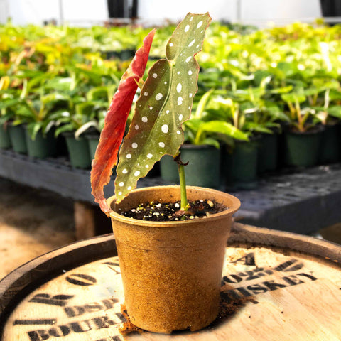 Begonia Maculata Wightii - Uncommon Canopy