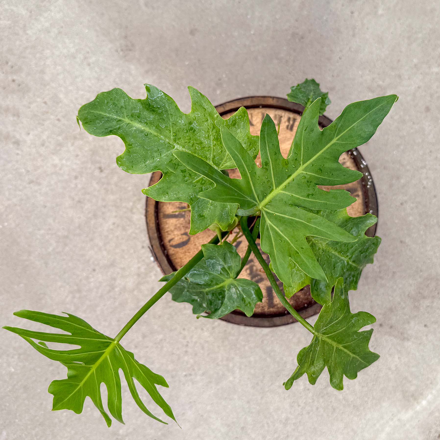is philodendron mayoi rare 4" Philodendron Mayoi – Uncommon Canopy