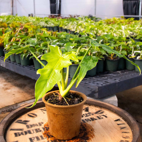 Philodendron Mayoi - Uncommon Canopy