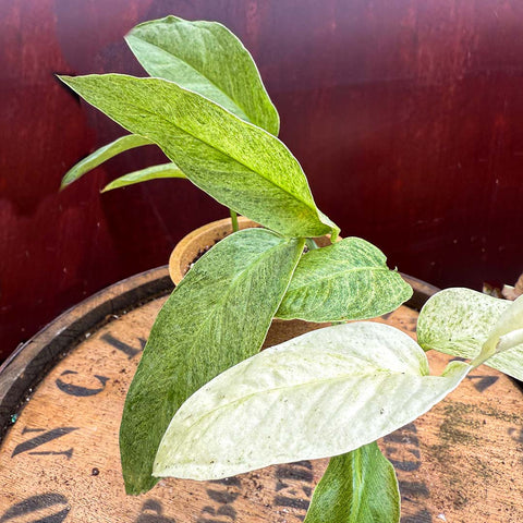 4" Monstera Laniata Mint Variegated
