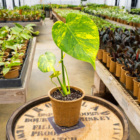 4" Monstera Deliciosa Yellow Marilyn - Uncommon Canopy