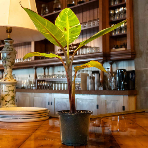 Musa Florida Variegated - Uncommon Canopy