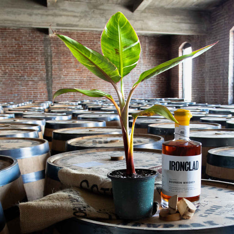 Musa Florida Variegated - Uncommon Canopy