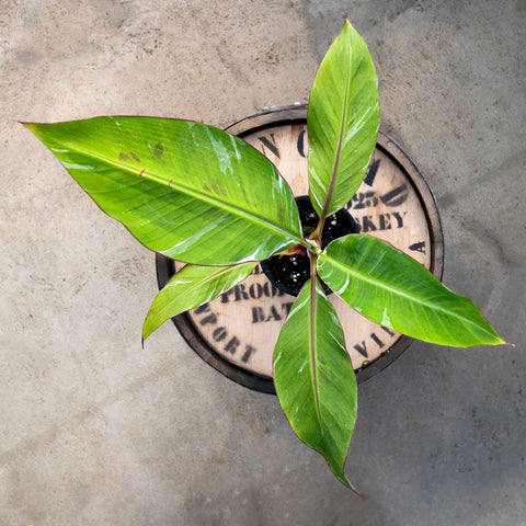 Musa Florida Variegated - Uncommon Canopy