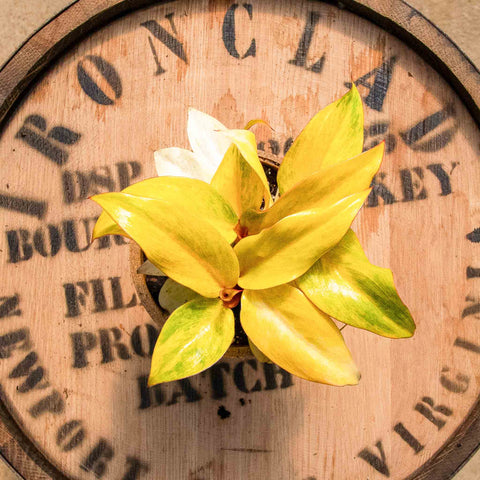 Philodendron Orange Marmalade - Uncommon Canopy