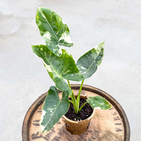 Alocasia Macrorrhiza Variegata - Uncommon Canopy