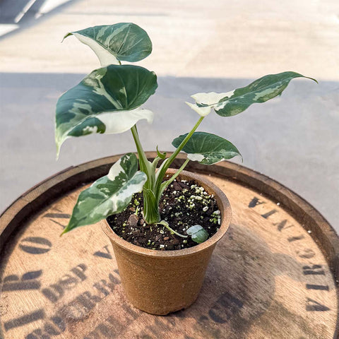 Alocasia Okinawa Silver - Uncommon Canopy