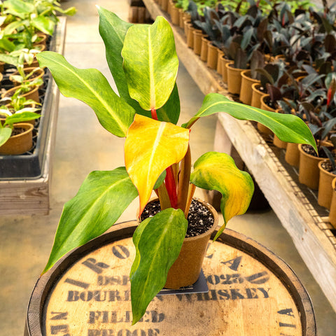 4" Philodendron Orange Marmalade - Uncommon Canopy