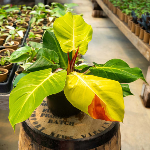 4" Philodendron Yellow Frame Red Moon Variegated
