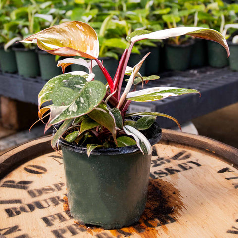 Philodendron Red Anderson - Uncommon Canopy