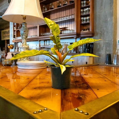 Philodendron Narrow Ring of Fire - Uncommon Canopy