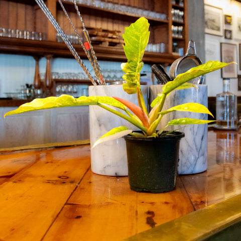 Philodendron Narrow Ring of Fire - Uncommon Canopy