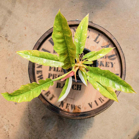Philodendron Narrow Ring of Fire - Uncommon Canopy