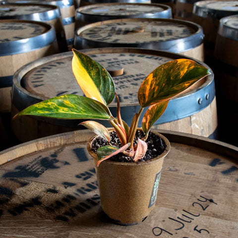 Philodendron Rojo Congo Variegated - Uncommon Canopy