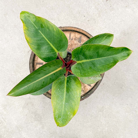 4" Rojo Congo - Uncommon Canopy