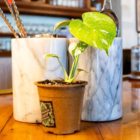 Monstera Thai Constellation - Uncommon Canopy