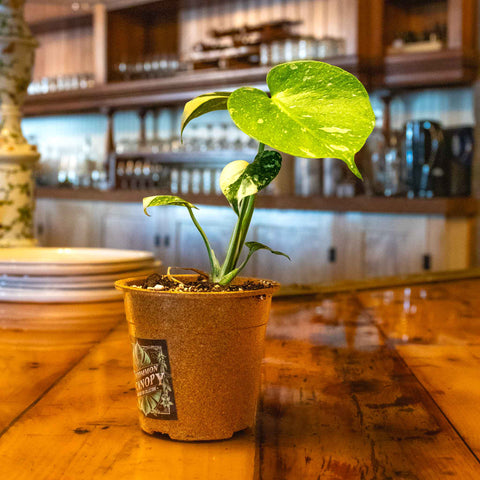 Monstera Thai Constellation - Uncommon Canopy