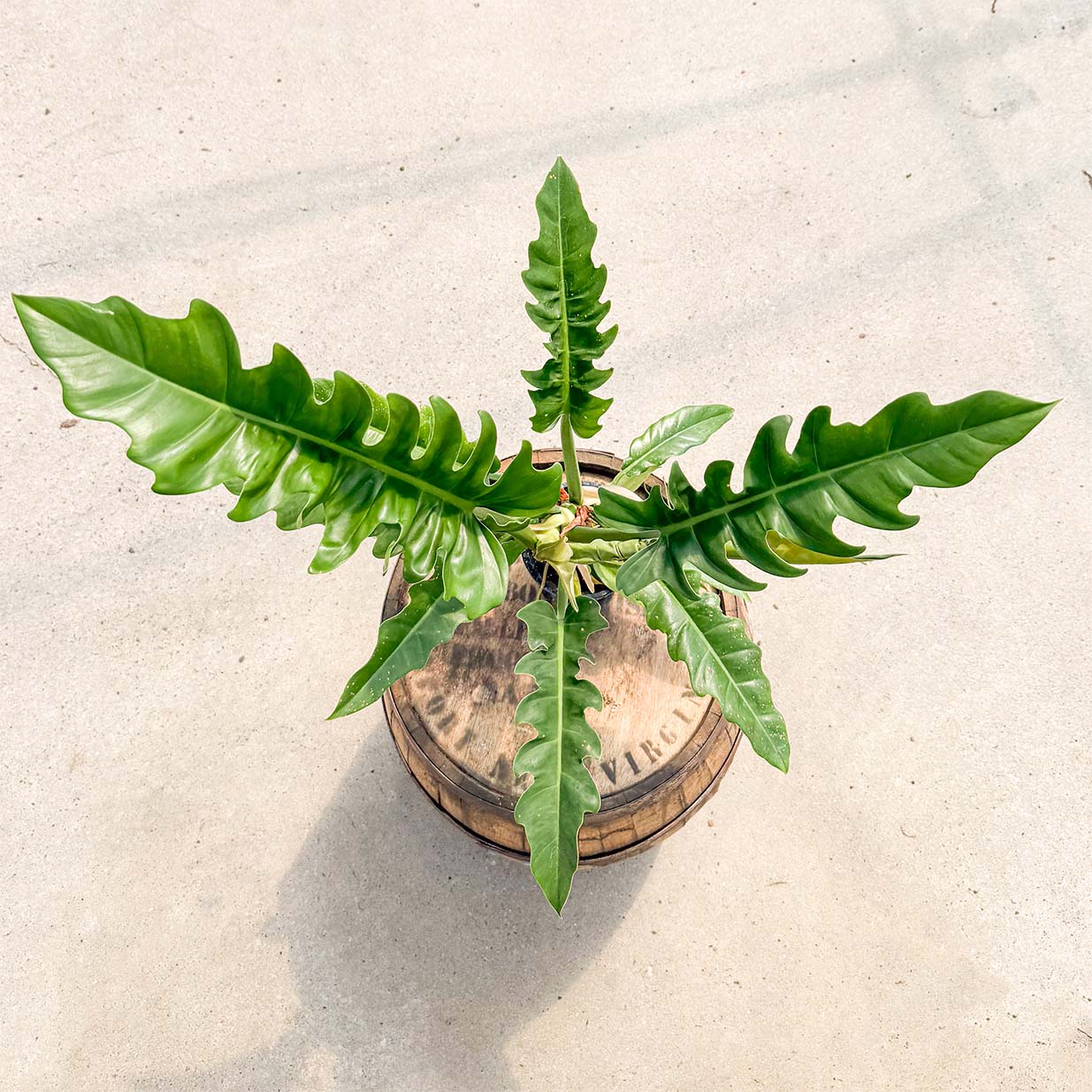 jungle boogie philodendron price 4" Philodendron Jungle Boogie