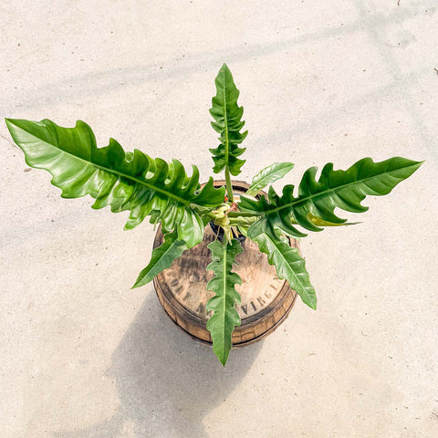 4" Philodendron Jungle Boogie