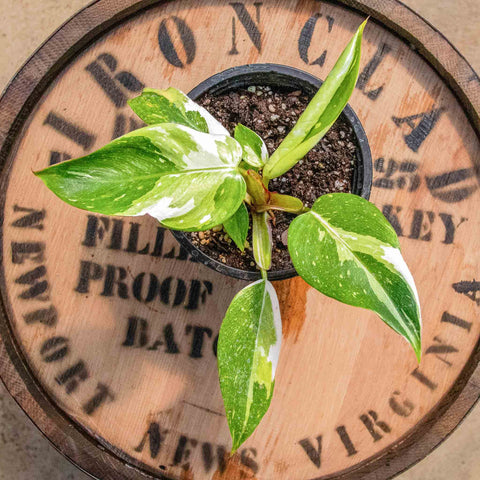 Philodendron White Princess Tricolor - Uncommon Canopy