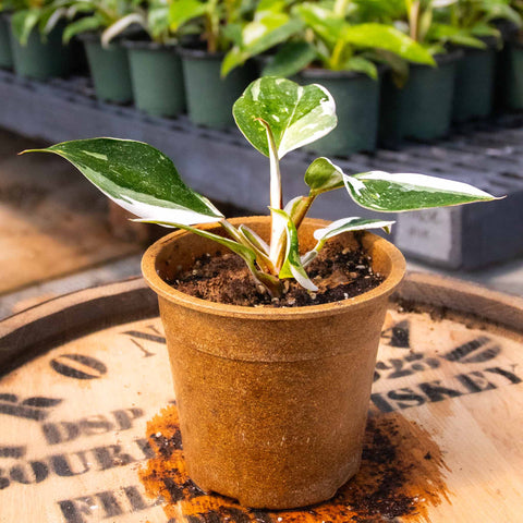 Philodendron White Knight - Uncommon Canopy