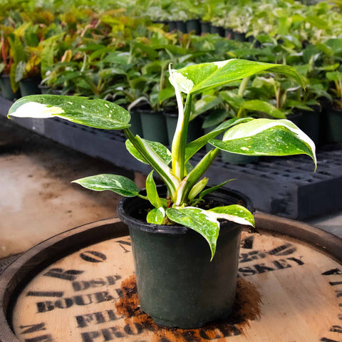 Philodendron White Wizard - Uncommon Canopy