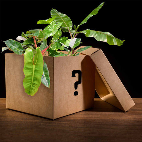 The Dealer’s Choice - Uncommon Canopy