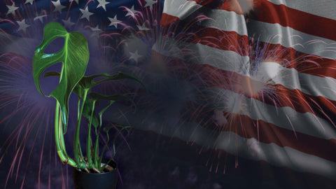 4th OF JULY PLANT SALE